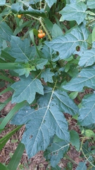 Solanum atropurpureum
