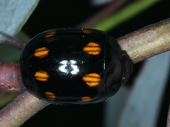 Paropsisterna octosignata