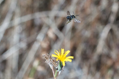 Megachile
