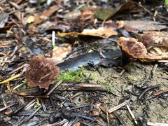 Thelephora multipartita