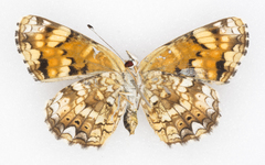 Phyciodes pulchella camillus