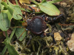 Pachylus quinamavidensis