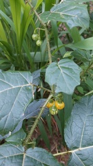 Solanum atropurpureum