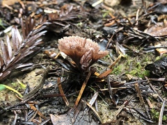 Thelephora multipartita