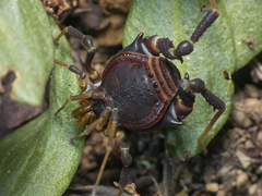 Pachylus quinamavidensis