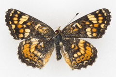 Phyciodes pulchella camillus