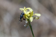 Syritta pipiens