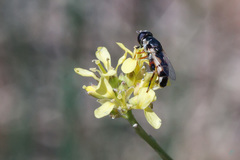 Syritta pipiens