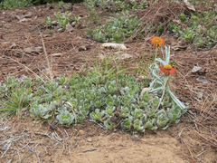 Haplopappus macrocephalus