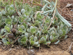 Haplopappus macrocephalus