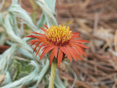 Haplopappus macrocephalus
