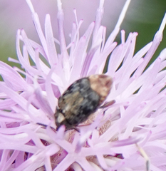 Megabruchidius dorsalis