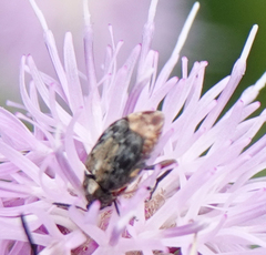 Megabruchidius dorsalis