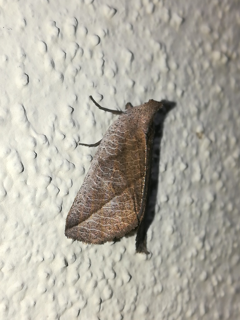 Psammathodoxa