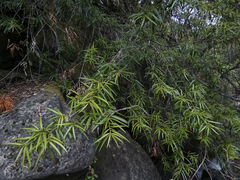 Podocarpus salignus