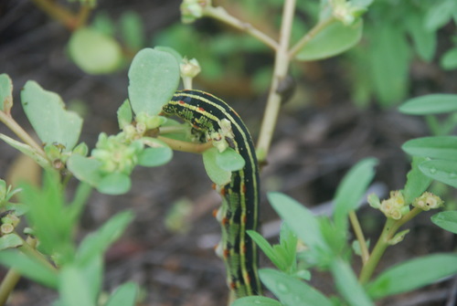 White-lined Sphinx, photo 8 of 9
