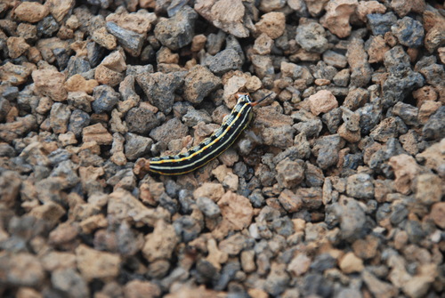 White-lined Sphinx, photo 9 of 9