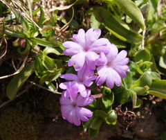 Primula integrifolia