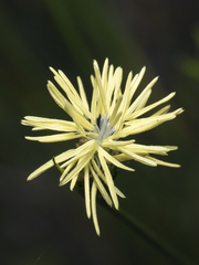 Carex setifolia