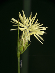 Carex setifolia