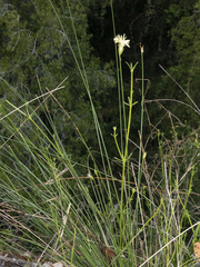 Carex setifolia