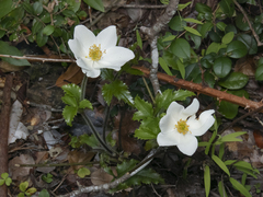 Knowltonia moorei