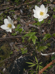 Knowltonia moorei