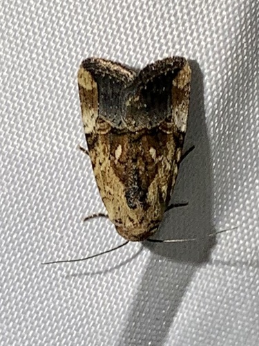 Agrotina Midget photo 2