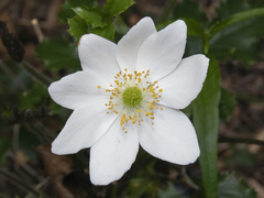 Knowltonia moorei