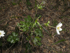 Knowltonia moorei