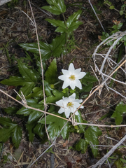 Knowltonia moorei