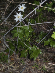 Knowltonia moorei