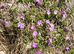 Primula integrifolia