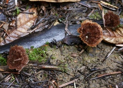 Thelephora multipartita
