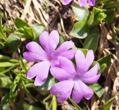 Primula integrifolia