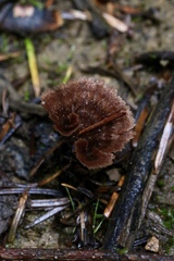 Thelephora multipartita