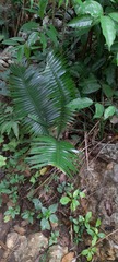Dioon spinulosum