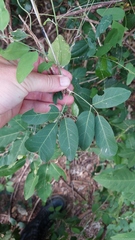Tanaecium dichotomum