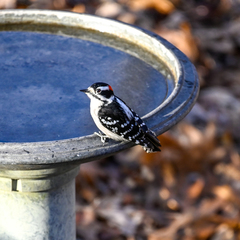 Dryobates pubescens pubescens