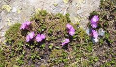 Primula integrifolia