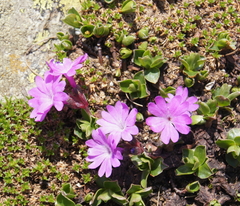 Primula integrifolia