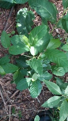 Psychotria carthagenensis