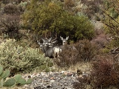 Odocoileus hemionus eremicus