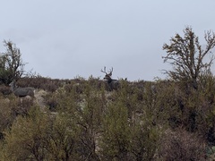 Odocoileus hemionus eremicus