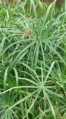 Cyperus alterniflorus