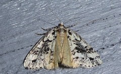 Pseudocoremia leucelaea