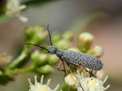 Epicauta adspersa