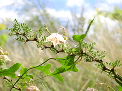 Philibertia gilliesii
