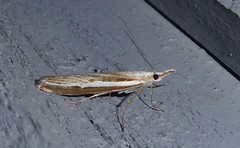 Orocrambus vittellus