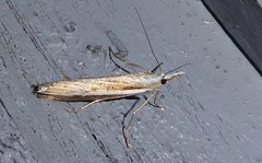 Orocrambus vittellus